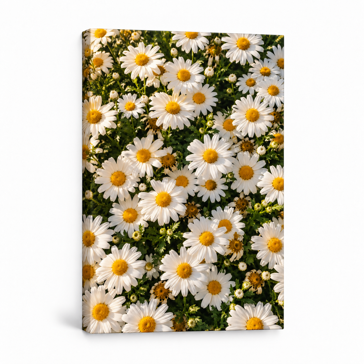 Sunlit White Daisy Carpet — Stretched Canvas product view | AUSJOJO